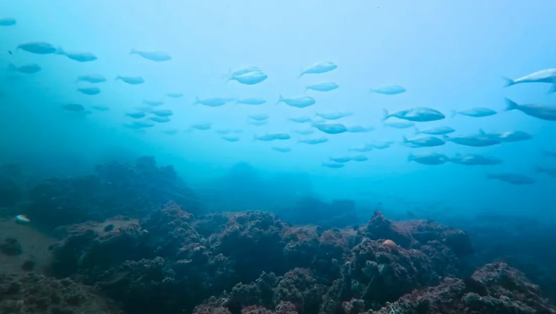 Körfez yeniden can buldu