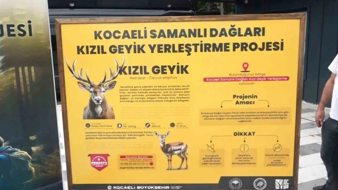 Ormanya’da üretilen kızıl geyikler doğaya salındı