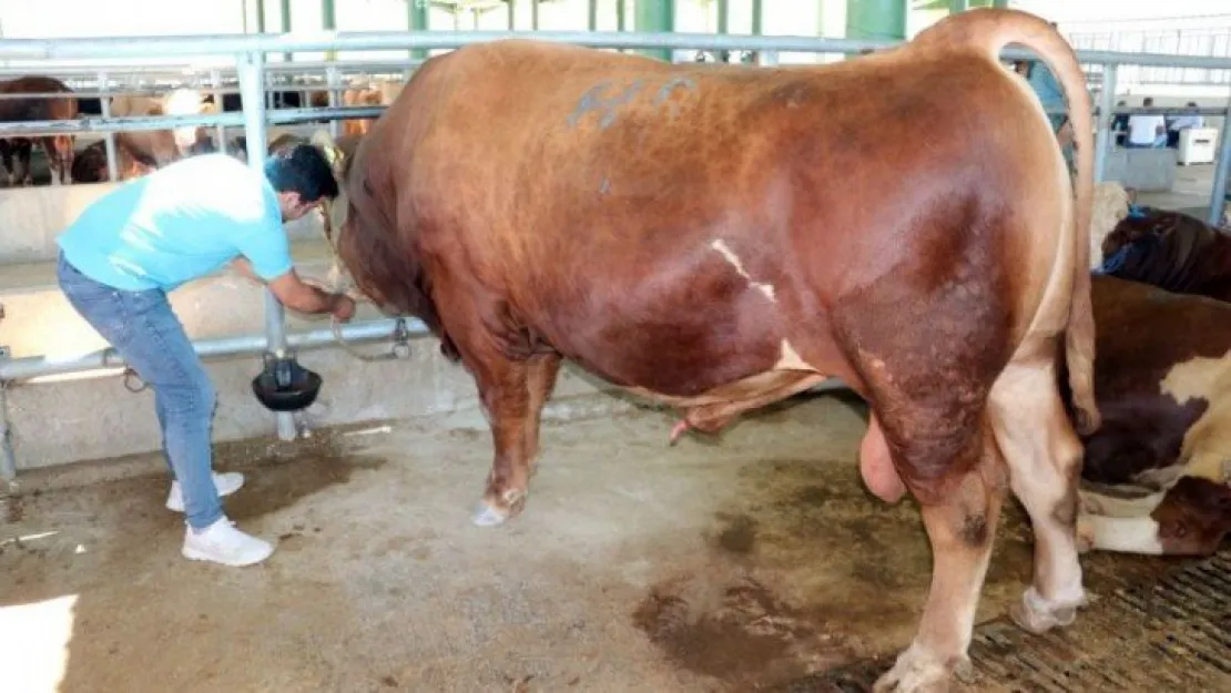 1 ton 200 kiloluk gözde tosun, Kocaeli'de alıcı buldu