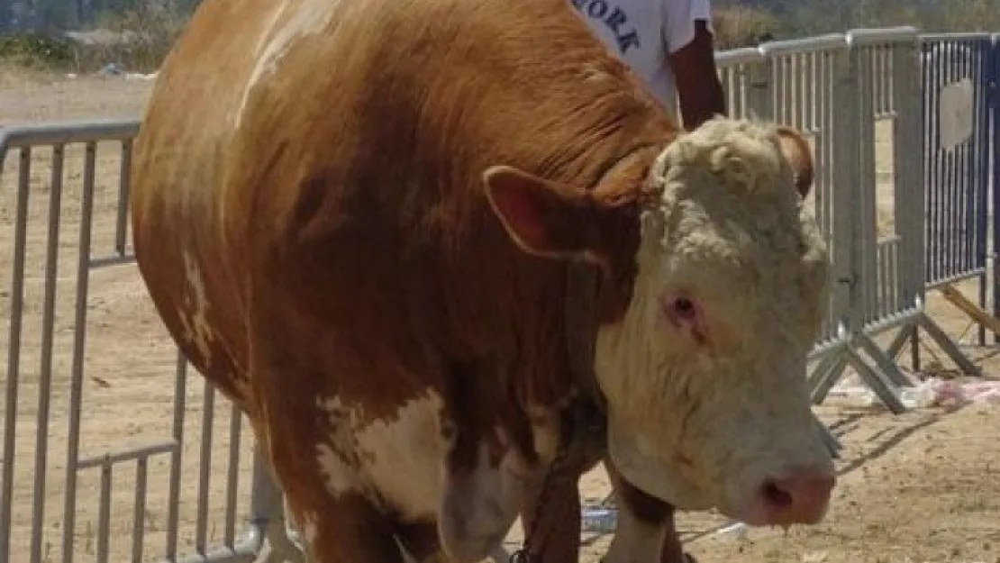 1 ton 330 kiloluk boğa, 32 bin liraya satılık