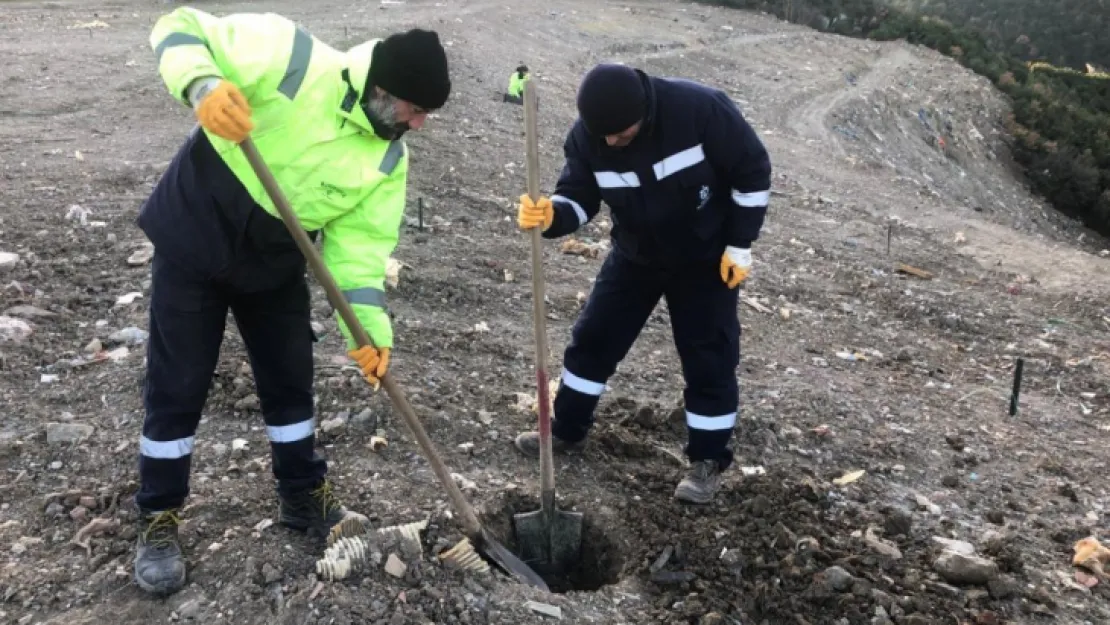 24 bin 779 fidan toprakla buluştu