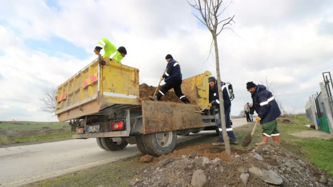 450 adet ağaç dikilecek