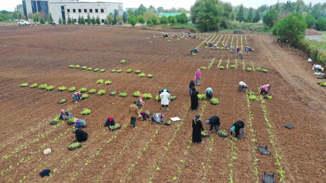 5 milyon fide toprakla buluşturuldu