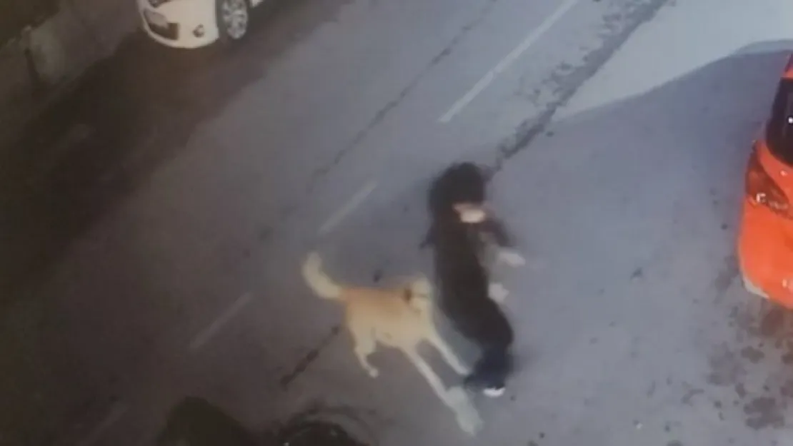 5 sokak köpeği 15 yaşındaki çocuğa saldırdı