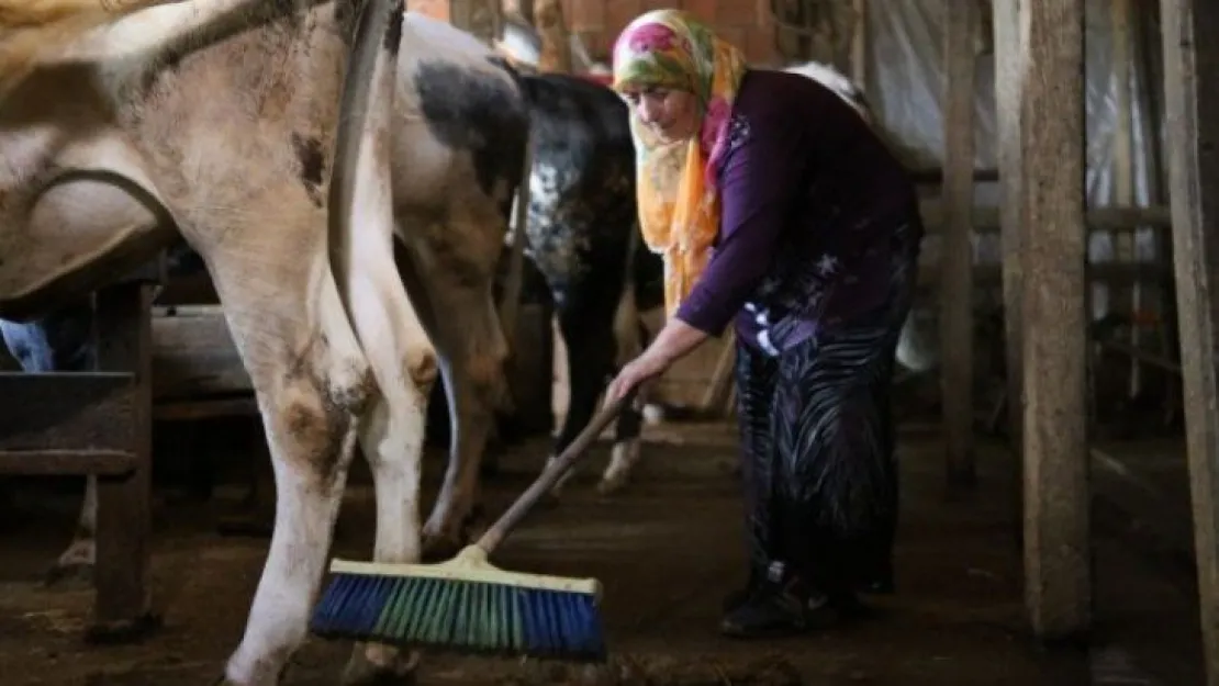 63 yaşındaki kadın tonluk boğalarına gözü gibi bakıyor