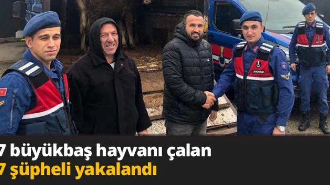 7 büyükbaş hayvanı çalan 7 şüpheli yakalandı