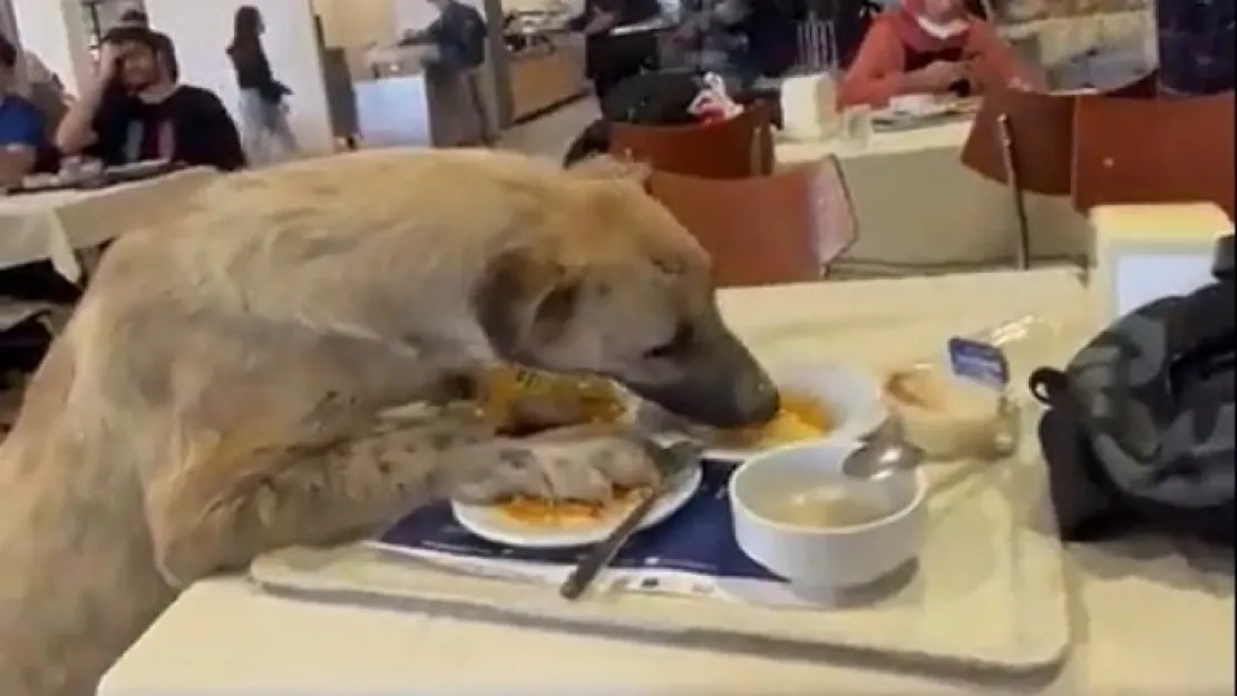 Aç kalan köpekler masadan yemek yedi!