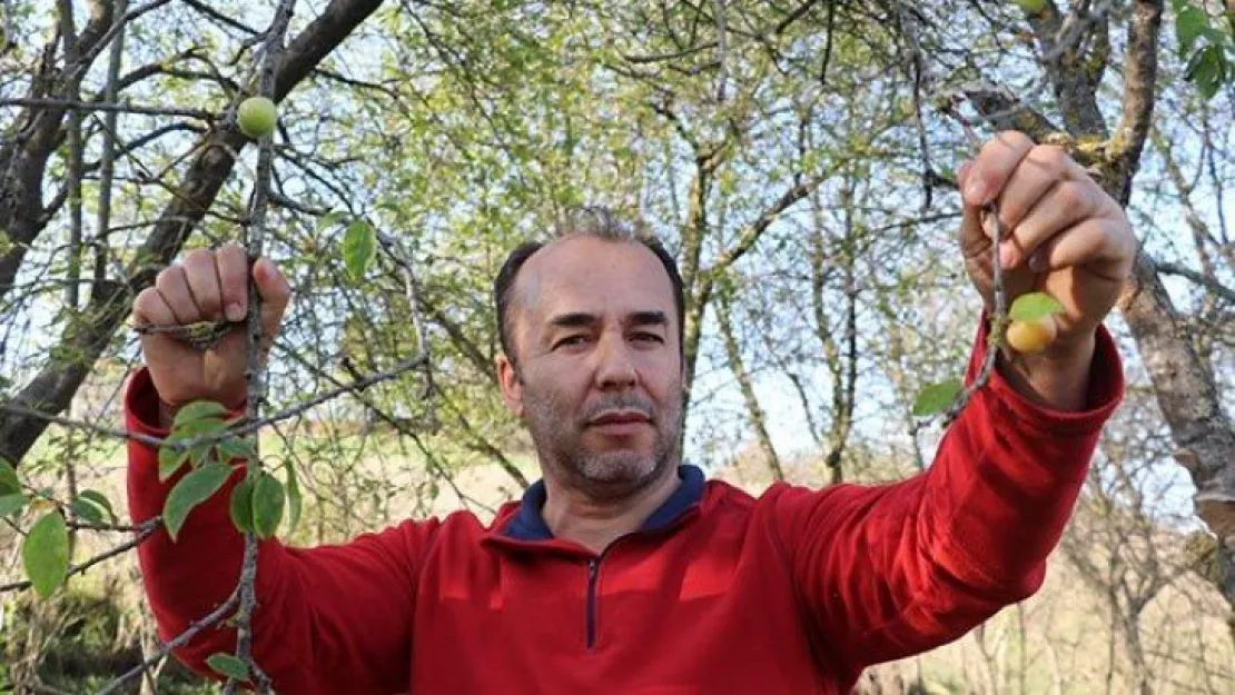 Ağaçlar sıcağa aldandı!