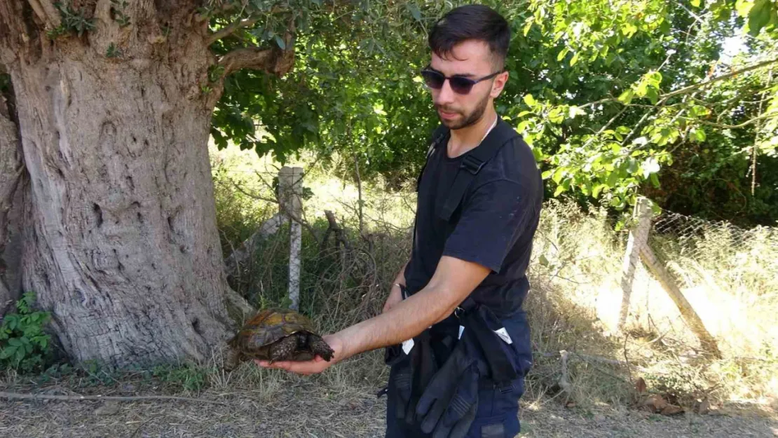 Ağaçlık alandaki yangında kaplumbağayı yanmaktan kurtardı