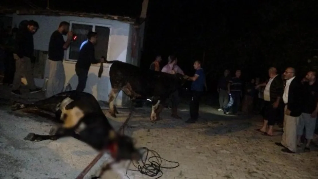 Ahırda çıkan yangında kurbanlık hayvanlar telef oldu