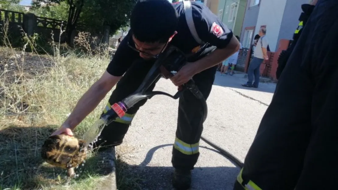 Kaplumbağa alevlerin arasında kaldı