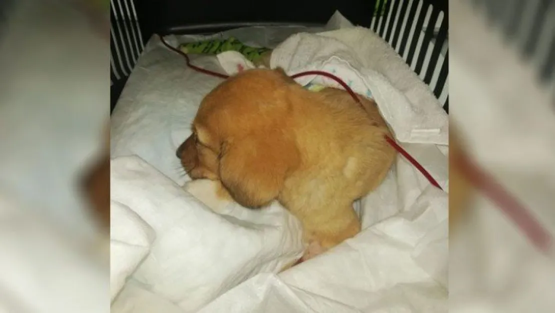 Anemi olan köpeğe kan nakli yapıldı