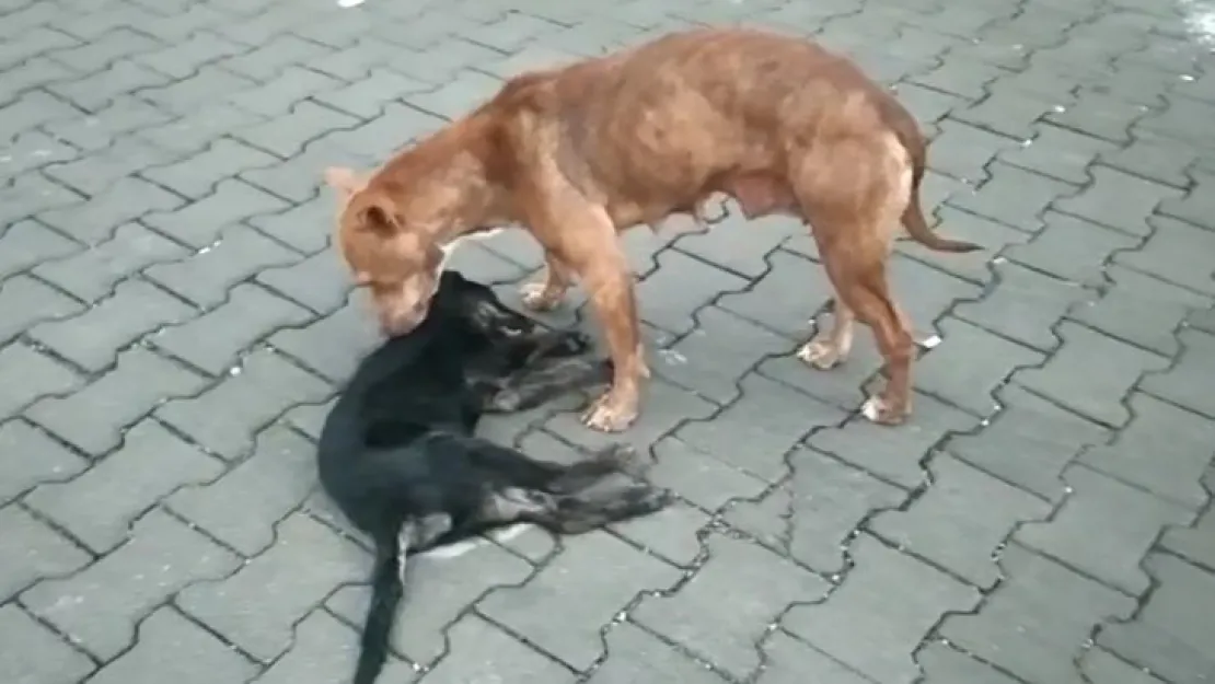 Anne köpeğin duygulandıran bekleyişi