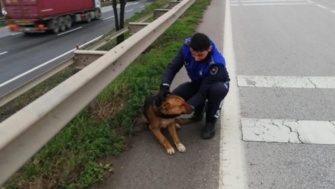 Araç çarpması sonucu yaralanan köpek tedavi altında