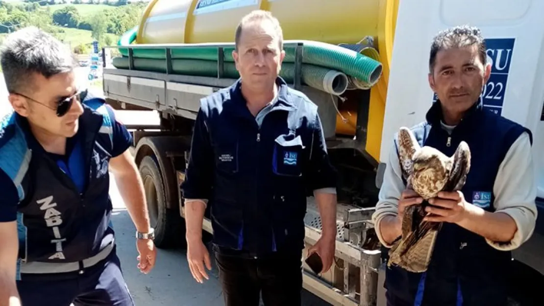 Aracın çarptığı şahin yaralandı