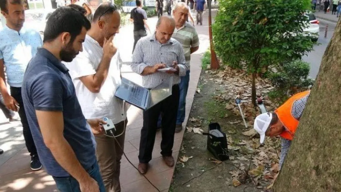 Asırlık çınarların tomogrofisini çekiyorlar