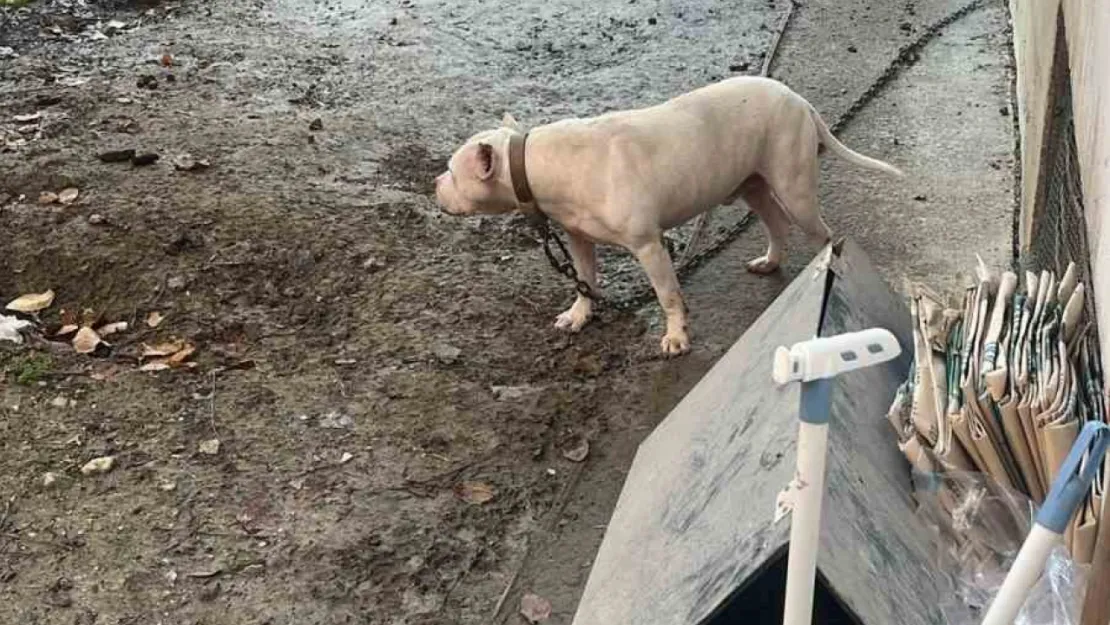 Pitbull köpek kediyi parçaladı, sahibi gözaltına alındı