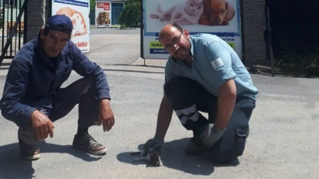 Ayağı kırılan kediye sahip çıktılar