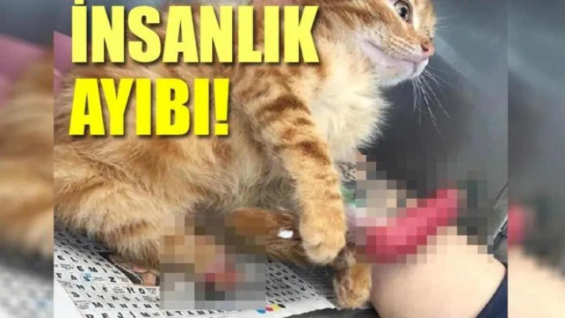 Ayakları asitle yakılan kedi tedavi altında!
