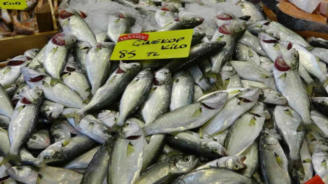 Tezgahlarda palamutun yerini çinekop alıyor