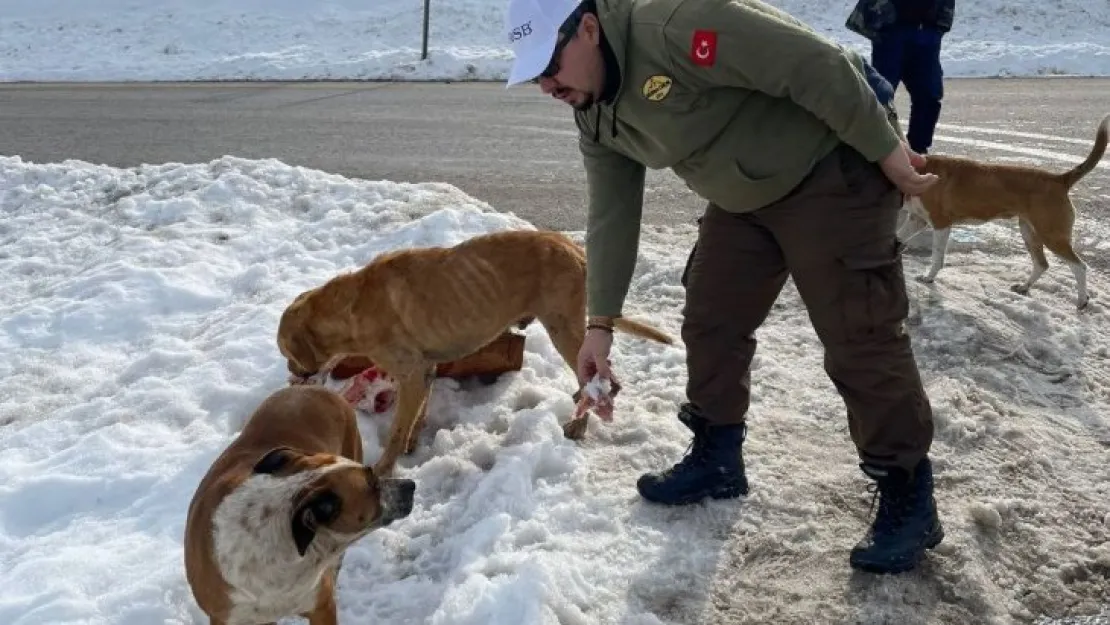Balıkçılar sokak hayvanlarını besledi