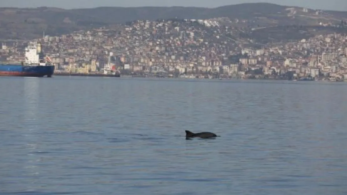 Başiskele'de yunuslardan görsel şölen!