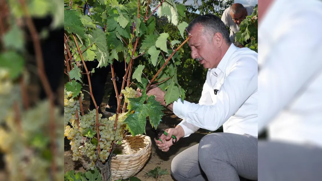 Başkan Büyükakın, İzmit'te üzüm hasadına katıldı