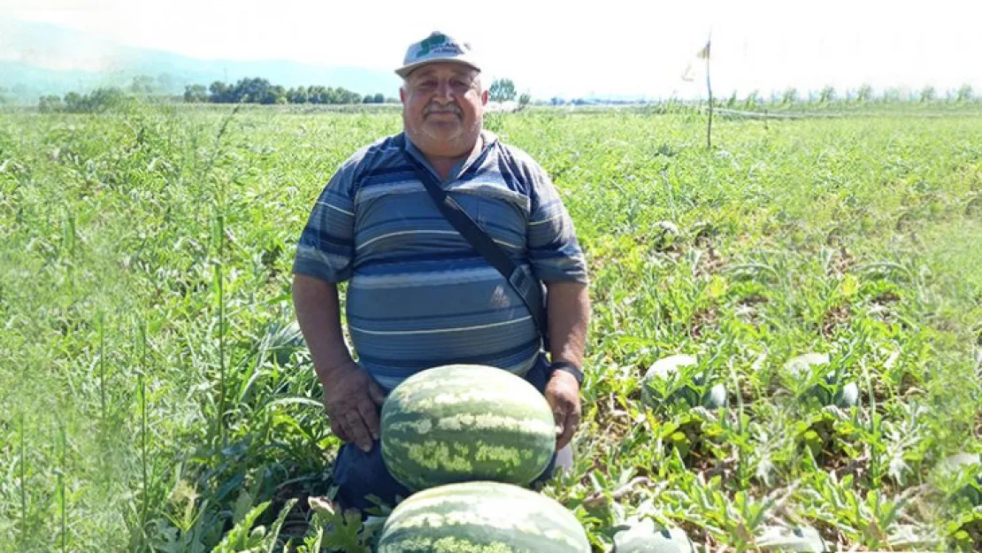 Bayraktar karpuzu tezgaha iniyor