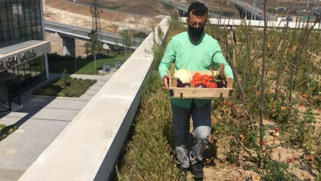Bilişim Vadisi'nin çatısında organik tarım