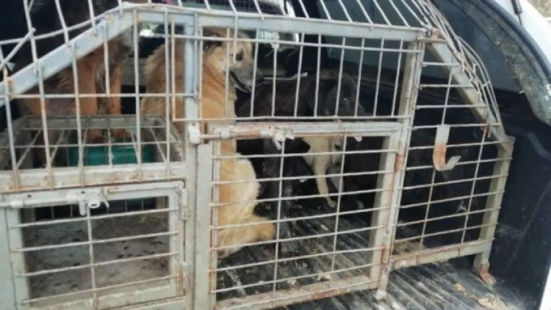 Binadan 34 sokak köpeği çıktı!