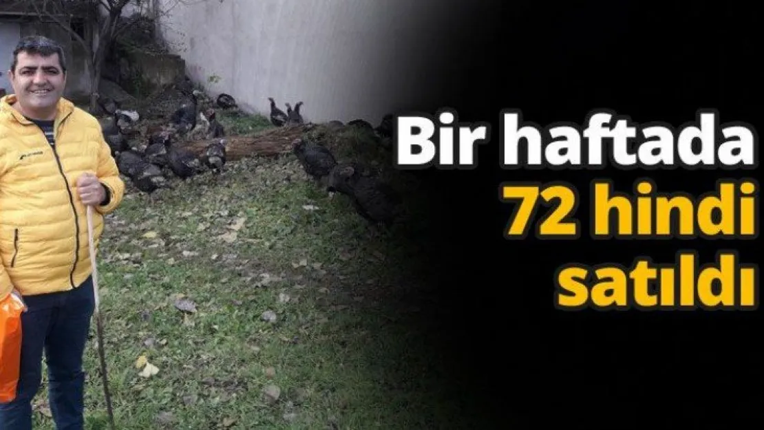 Bir haftada 72 hindi satıldı