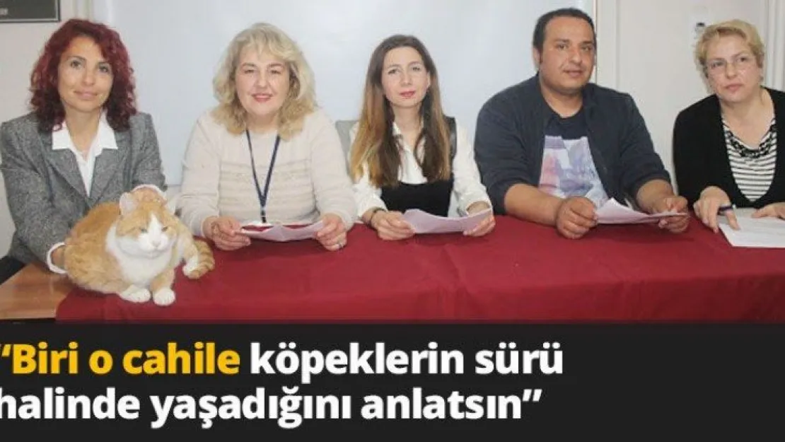 'Biri o cahile köpeklerin sürü halinde yaşadığını anlatsın'