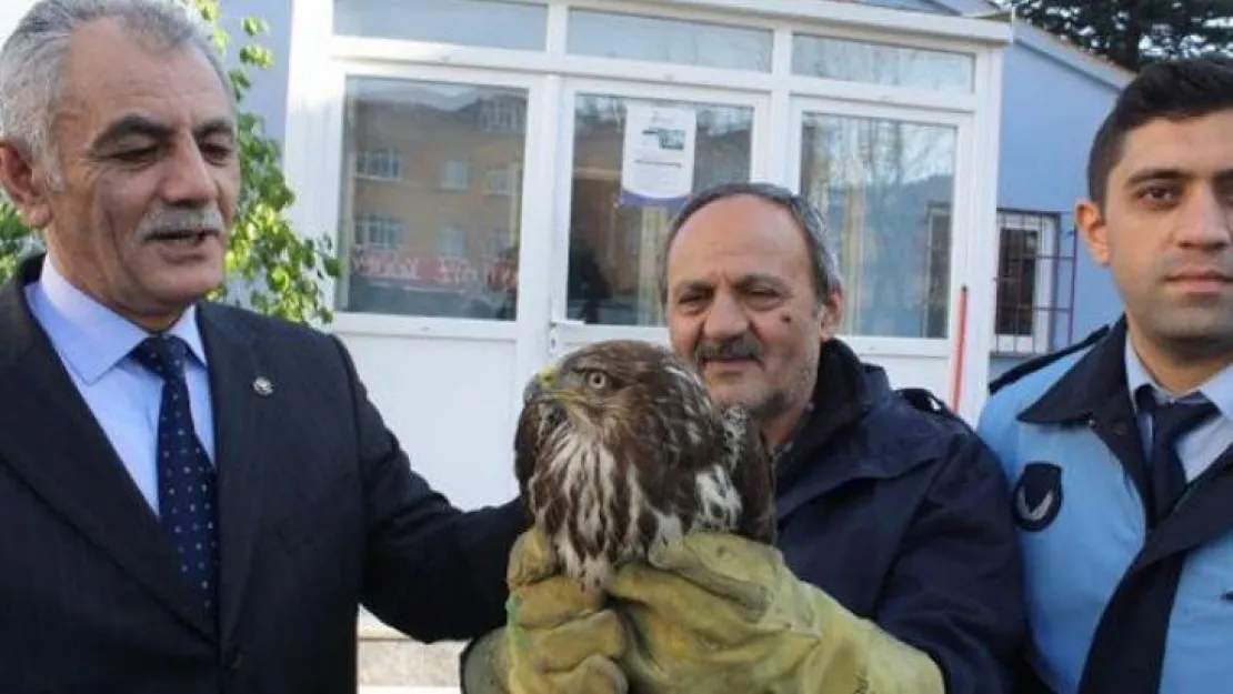 Bitkin halde bulunan şahin tedavi altına alındı