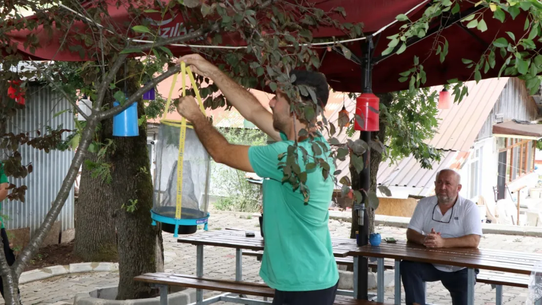 Bu karasinek kapanları sorunu kökten çözdü