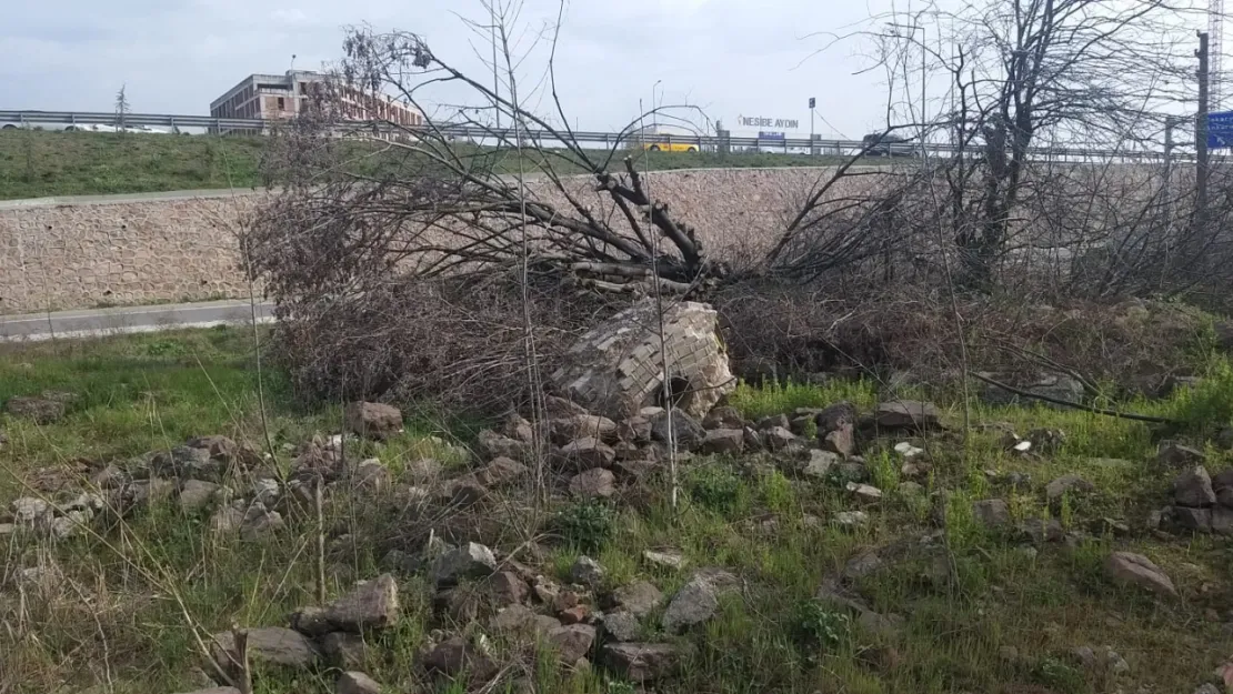 Bu sökülen ağaçlara yazık değil mi?