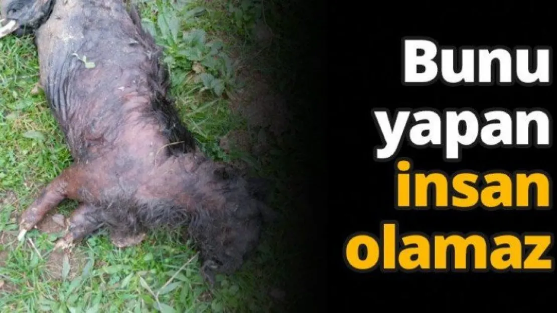 Bunu yapan insan olamaz