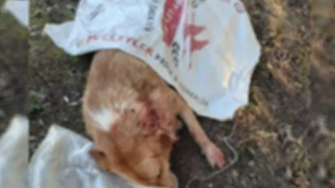 Canilerin tüfekle vurduğu köpek kurtarılamadı!