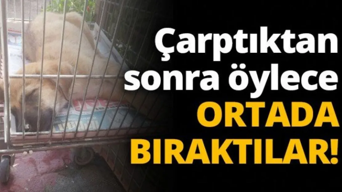 Çarptıktan sonra öylece ortada bıraktılar!