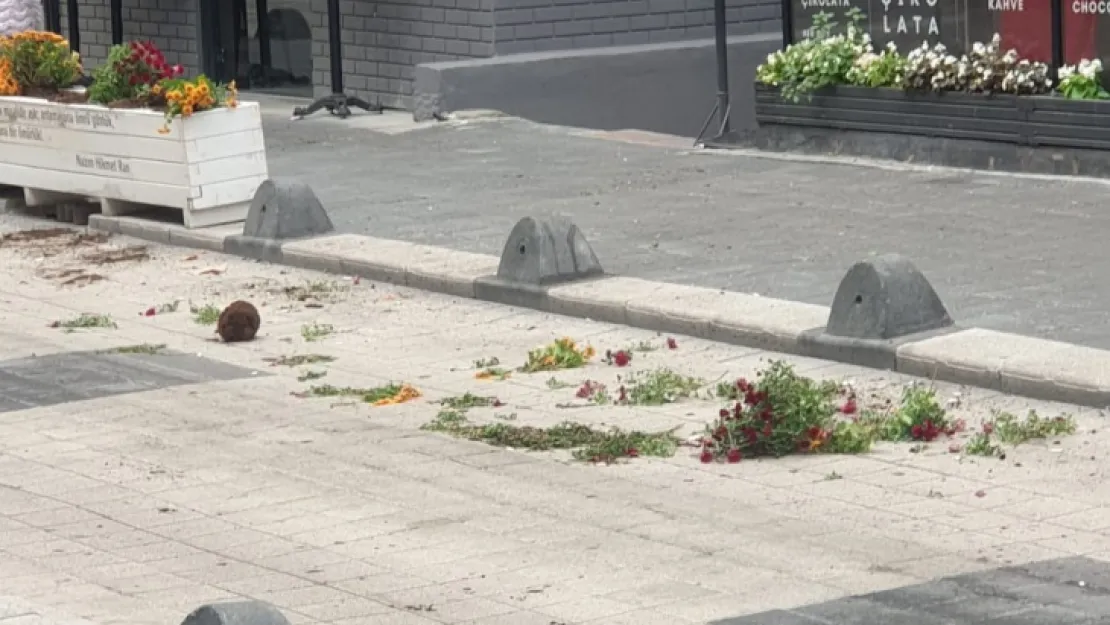 Çiçek ve saksılara çirkin saldırı!
