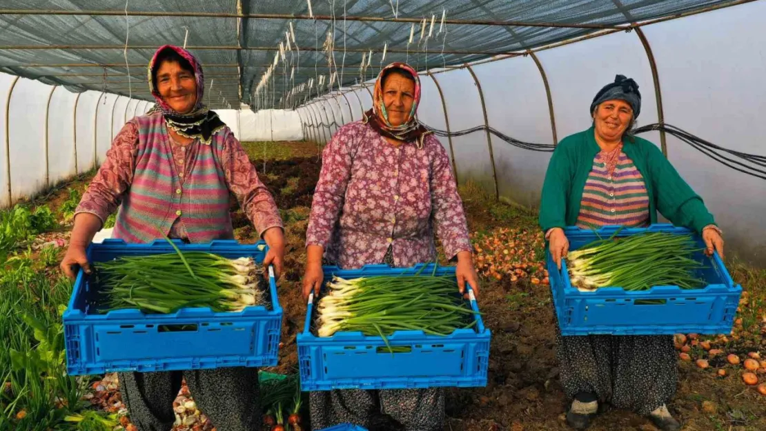 Çiftçilere yüzde 50 hibeli sera desteği