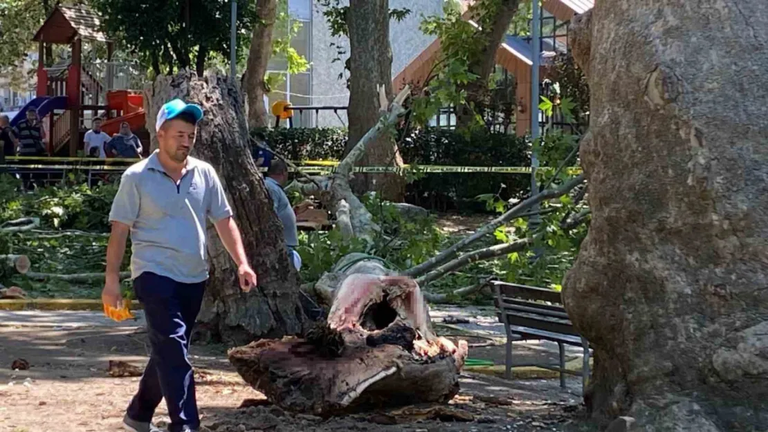 Çınar ağacının kırılan dalı üzerine düşen kişi hayatını kaybetti