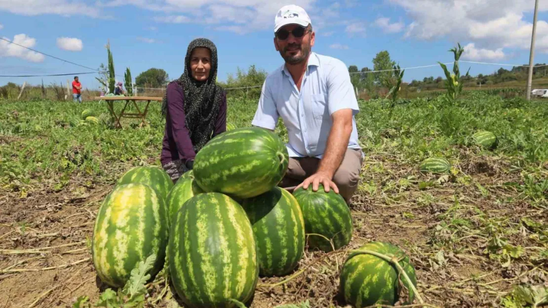 Coğrafi işaretli Kandıra karpuzunda hasat zamanı