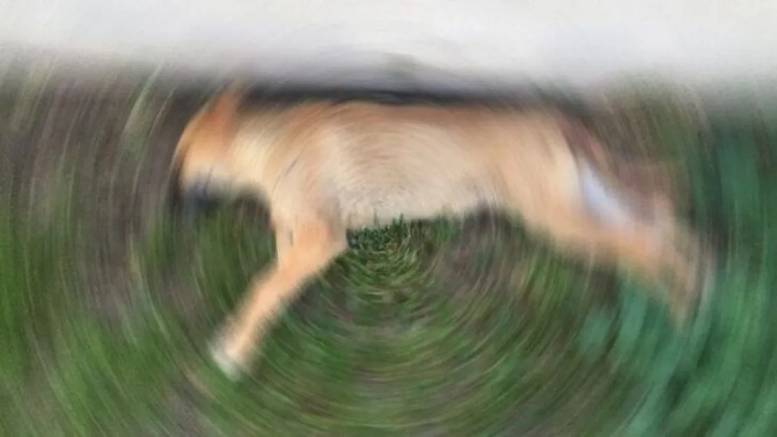 Darıca'da köpeğe tecavüz iddiası!