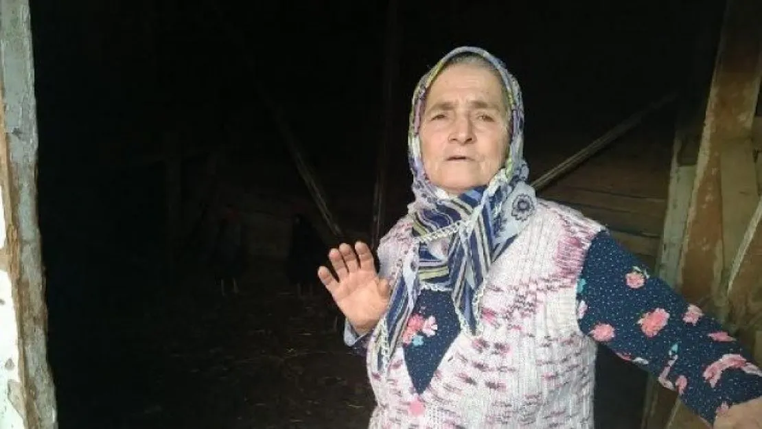 Değirmendere'de ahırdaki hayvanları zehirlediler!
