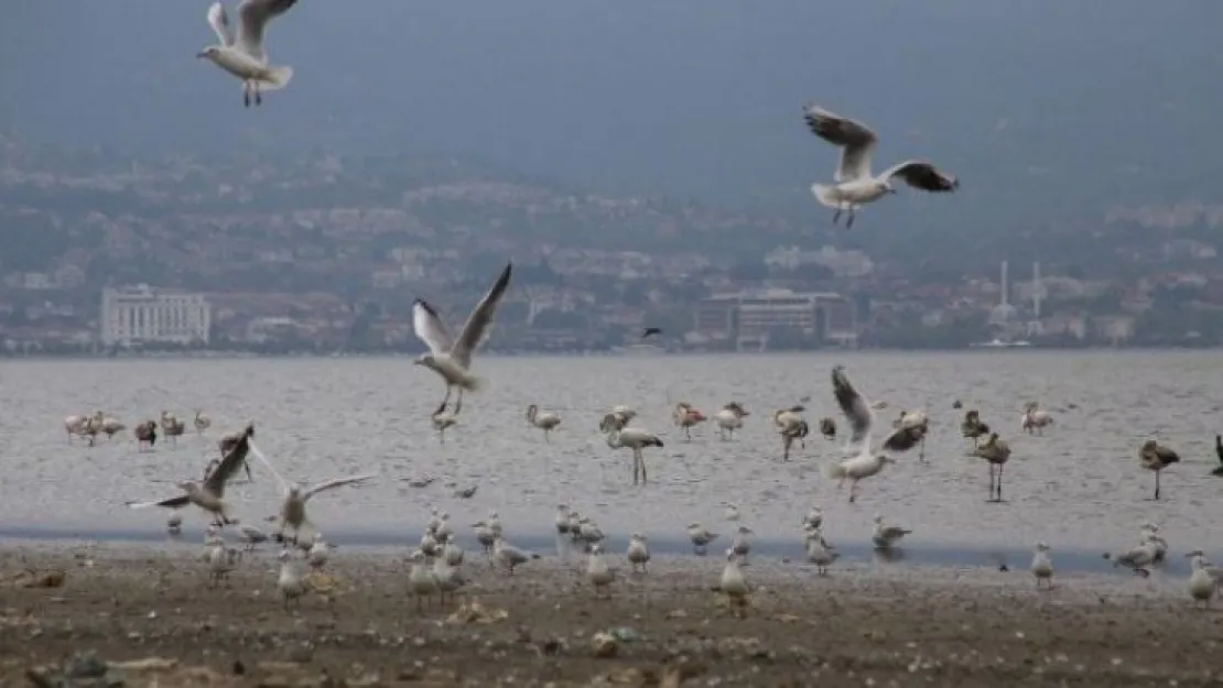 Denizin üstünü yüzlerce kuş kapladı