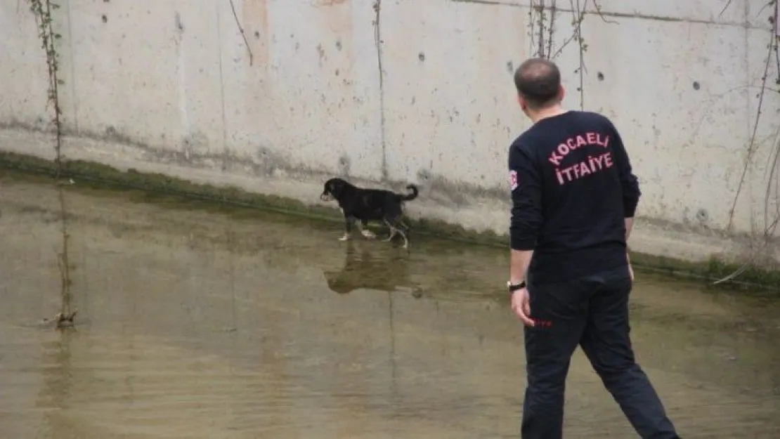 Dere yatağında mahsur kalan yavru köpeği itfaiye ekibi kurtardı