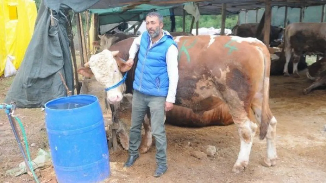 Derince'de 1 tonluk boğalar otomobil fiyatına satıldı