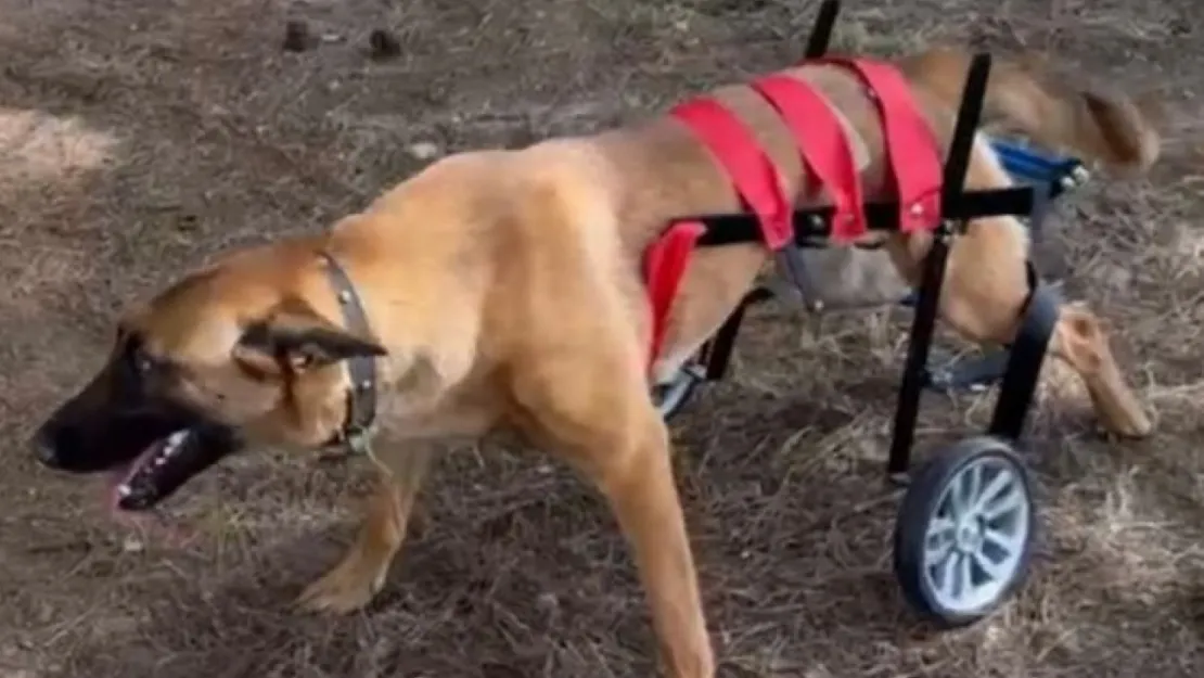El ele verip Batman'da ki köpeği yürüttüler
