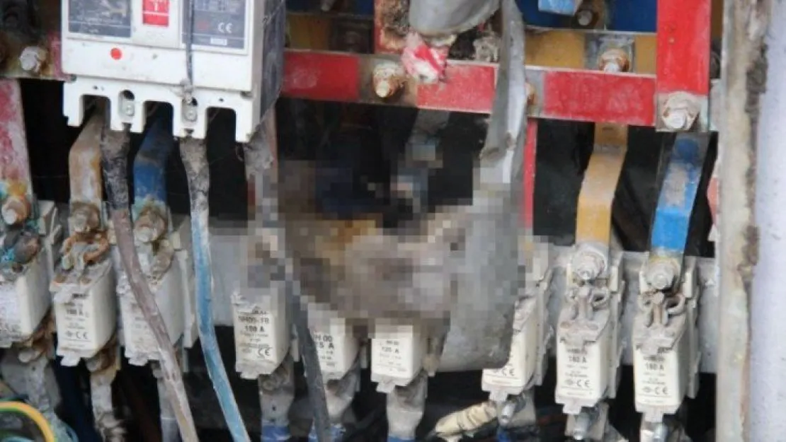 Elektrik panosuna giren fare telef olunca iş merkezini elektriksiz bıraktı 