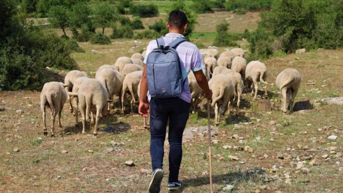 Sırtında okul çantası, önünde koyunları...